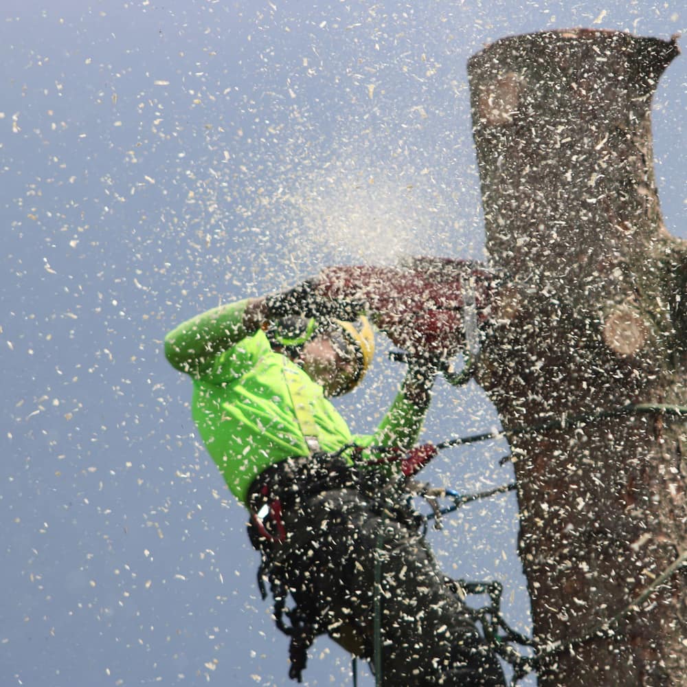An arborist in high-visibility gear cutting a trunk with a chainsaw