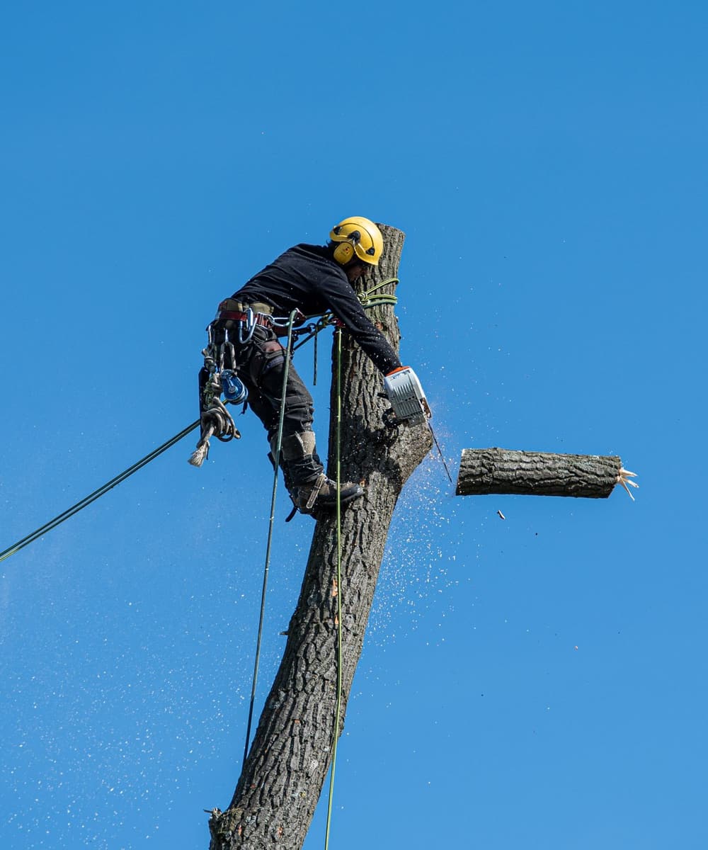An arborist roped into a tall trunk, cutting with a chainsaw against a clear sky